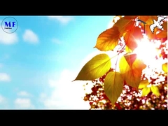 비둘기 1 태양광 거리 조명