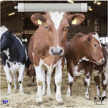 LED 3단계 반 암모니아 빛 백색 Ik10 IP69K 0~10V?? CCT 전력 조절 170lm/W 1.6m 다이어리 소 양 농장 가축